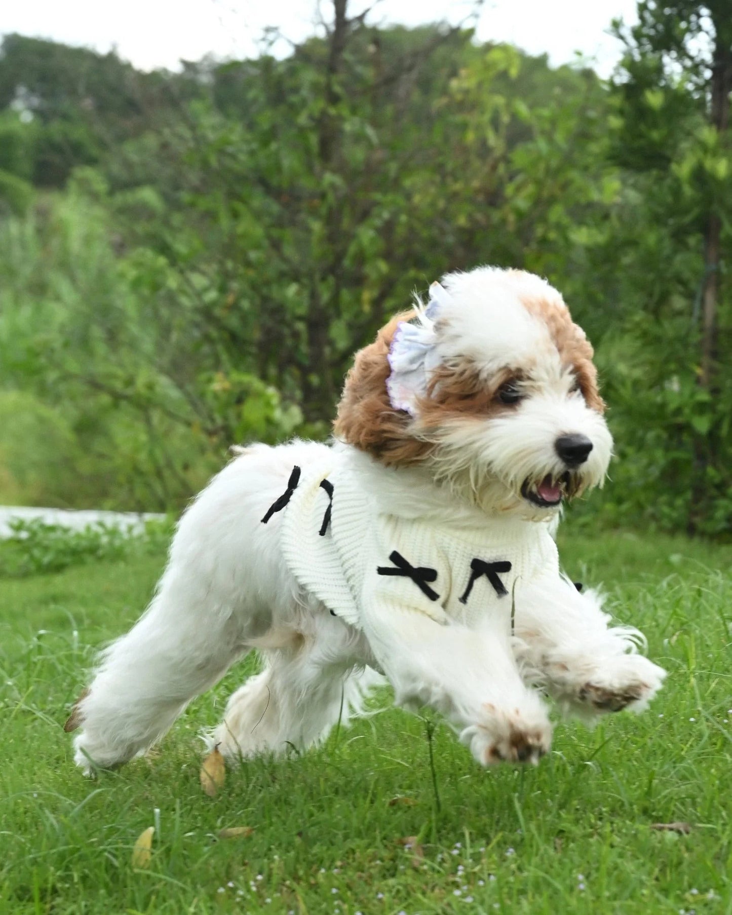 Premium Black 3D Bow Design Winter Sweater for Pets