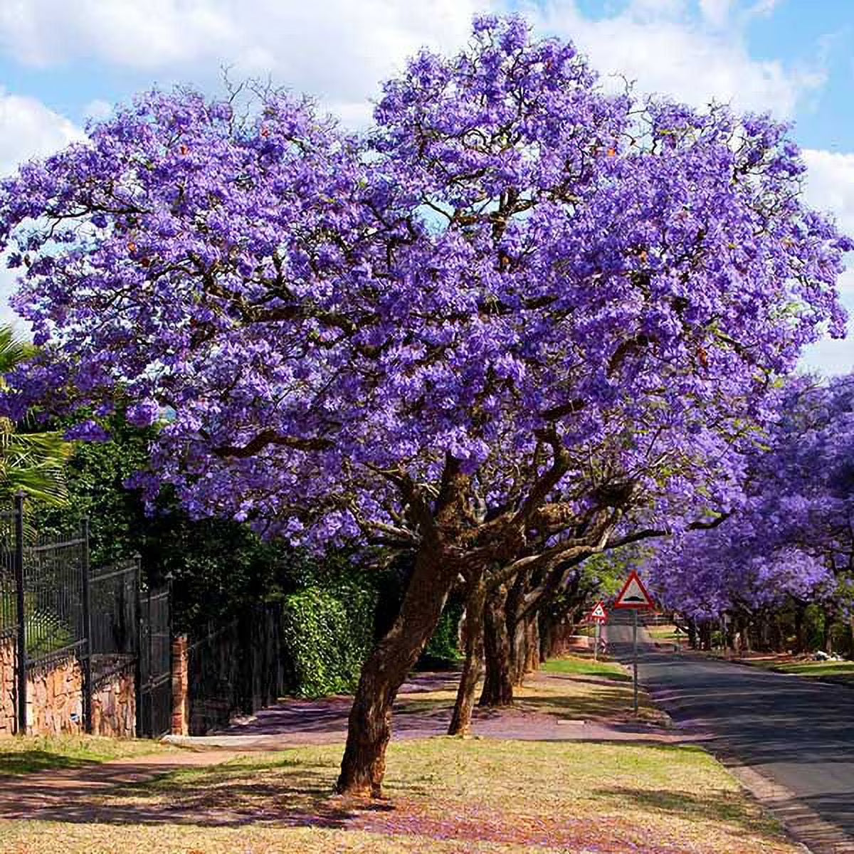 Jacaranda Tree, 2-3 ft. No Shipping To AZ(2-3ft)