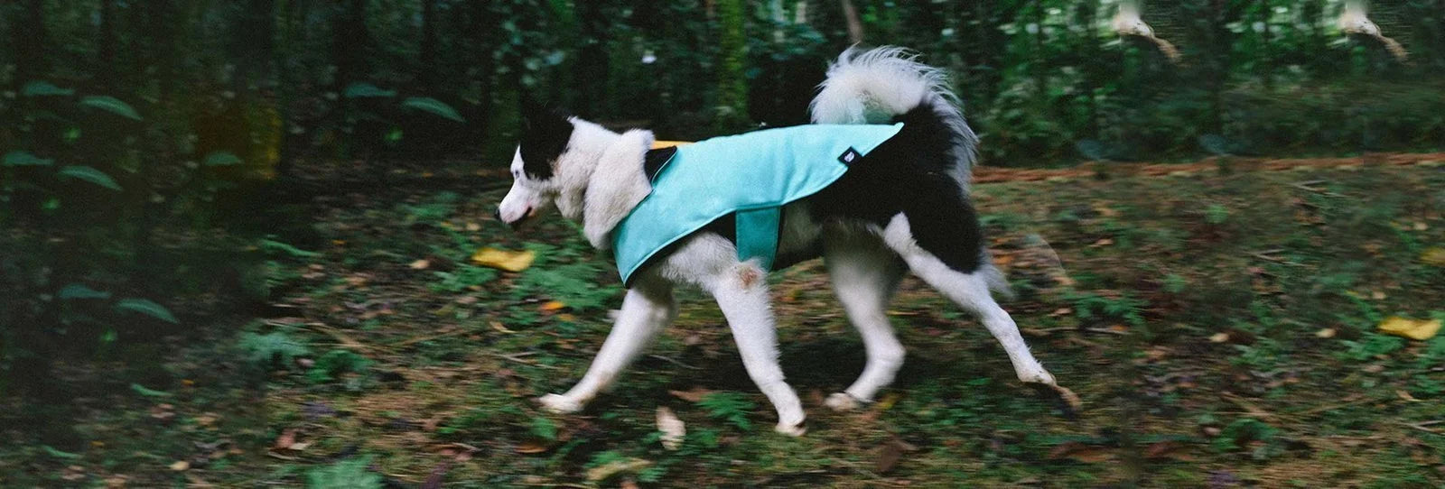 zeedog-coat-mint-dk-carrossel-2.jpg