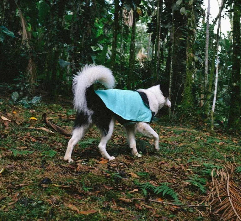 zeedog-coat-mint-mo-carrossel-1.jpg