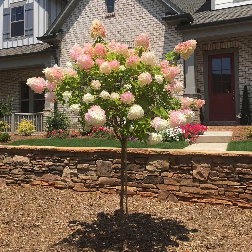 Vanilla Strawberry Hydrangea Tree, 4-5 ft. No Shipping to AZ(4-5 ft.)
